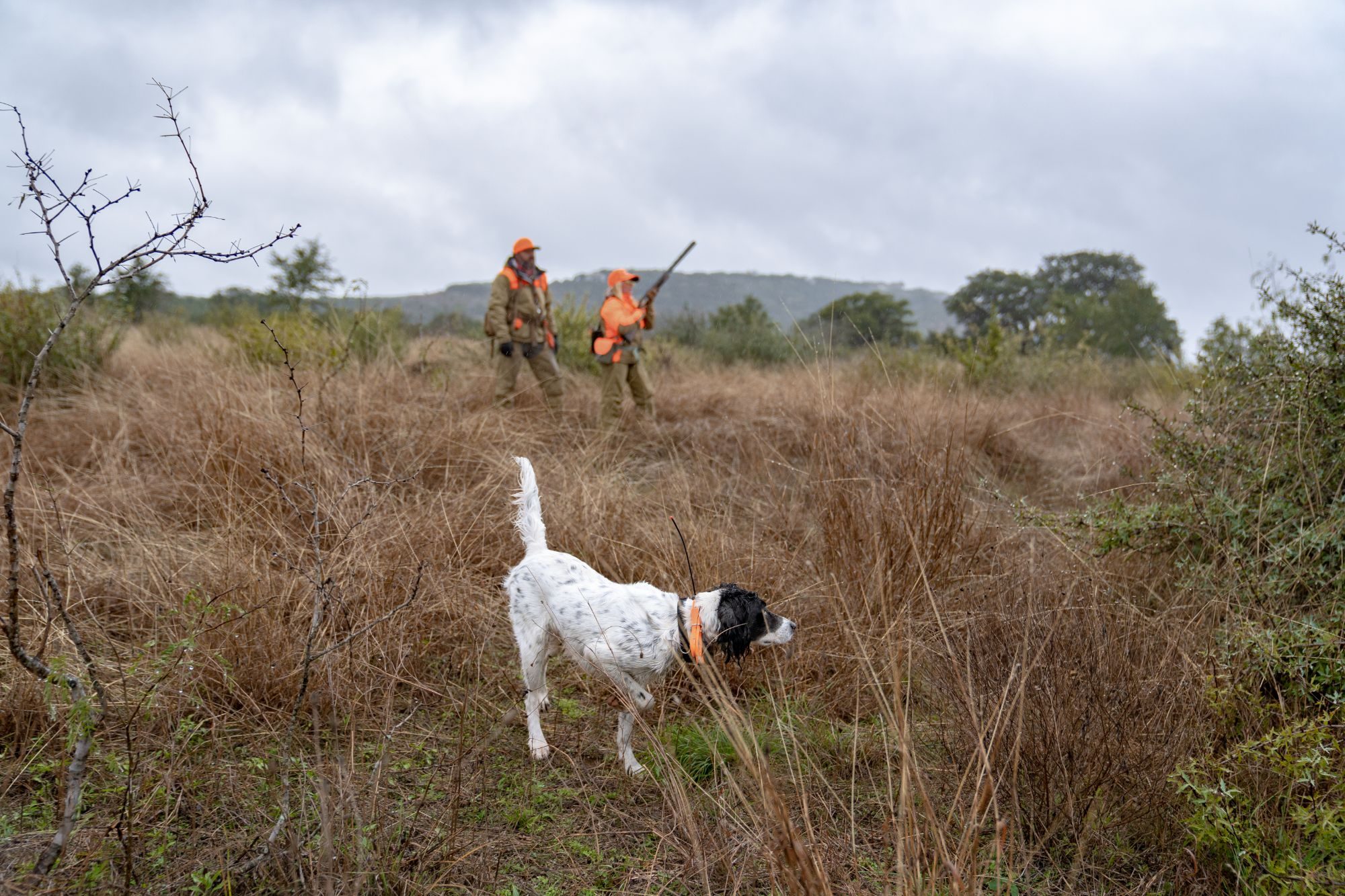 An English setter on point with two hunters behind